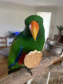 Lost Eclectus