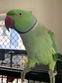 Lost Indian Ringneck Parakeet