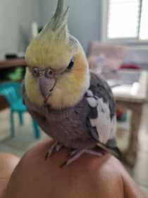 Lost Cockatiel