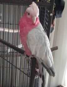Lost Galah Cockatoo