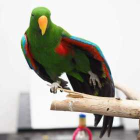 Lost Eclectus