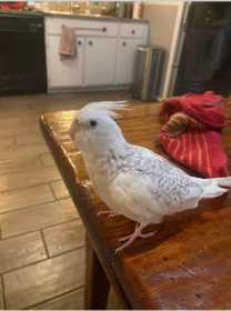 Lost Cockatiel