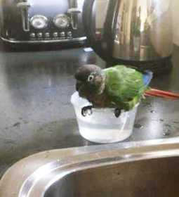 Lost Conure