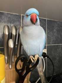 Lost Indian Ringneck Parakeet