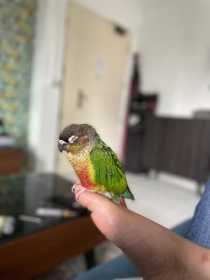 Lost Conure