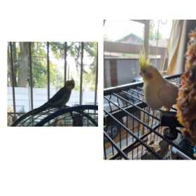 Lost Cockatiel