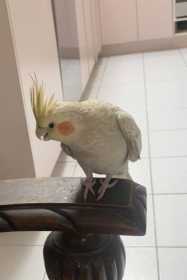 Lost Cockatiel