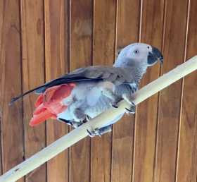 Lost African Grey