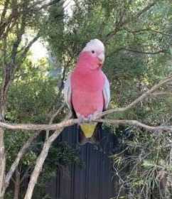 Lost Galah Cockatoo