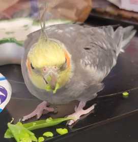 Lost Cockatiel