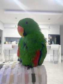 Lost Eclectus