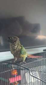 Lost Conure