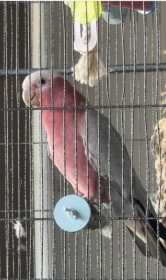 Lost Galah Cockatoo