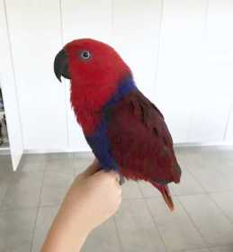 Lost Eclectus