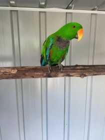 Lost Eclectus