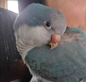 Lost Quaker