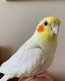 Lost Cockatiel