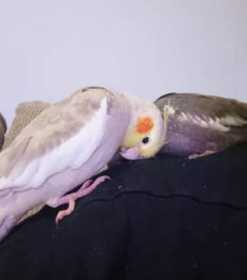 Lost Cockatiel