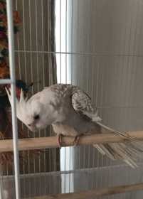 Lost Cockatiel