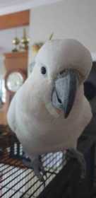 Lost Cockatoo