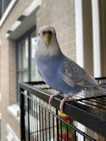 Lost Budgerigar