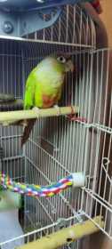Lost Conure