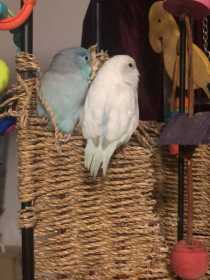 Lost Parrotlet