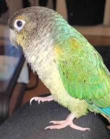 Lost Conure