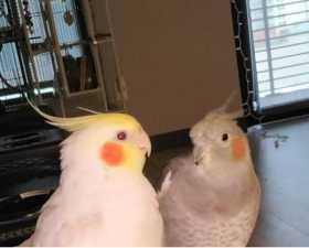 Lost Cockatiel