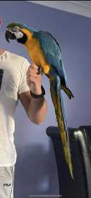 Lost Macaw