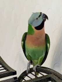 Lost Mustached / Moustached Parakeet