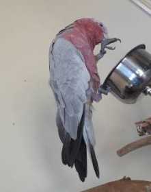Lost Galah Cockatoo