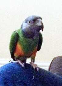 Lost Senegal