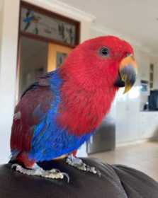 Lost Eclectus