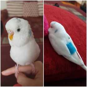 Lost Budgerigar