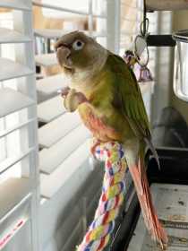 Lost Conure