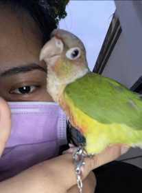 Lost Conure