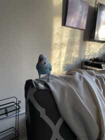 Lost Budgerigar