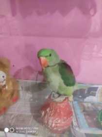 Lost Alexandrine
