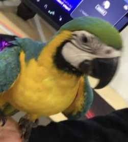 Lost Macaw