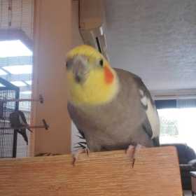Lost Cockatiel