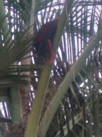 Lost Eclectus