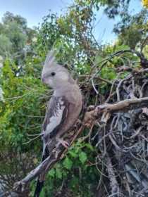 Lost Cockatiel