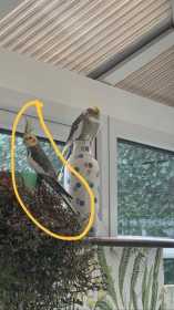 Lost Cockatiel