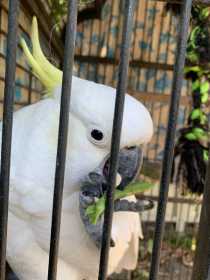 Lost Cockatoo