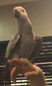 Lost African Grey