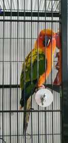 Lost Conure