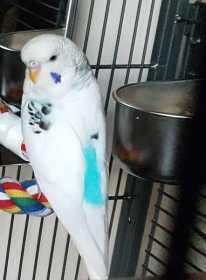 Lost Budgerigar