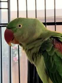 Lost Alexandrine