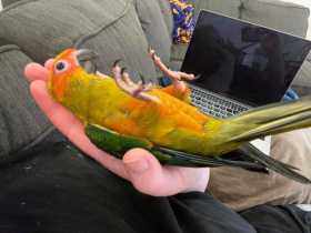 Lost Conure